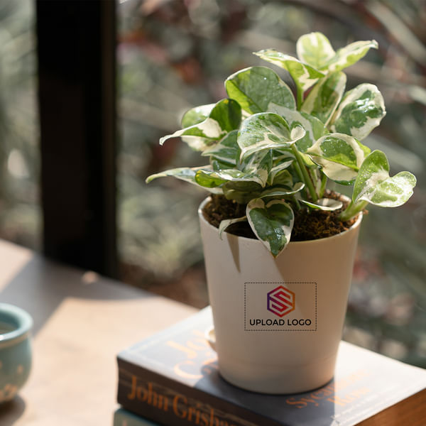 Money Plant  Customized with logo