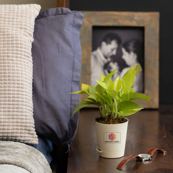 Money Plant Customized with logo