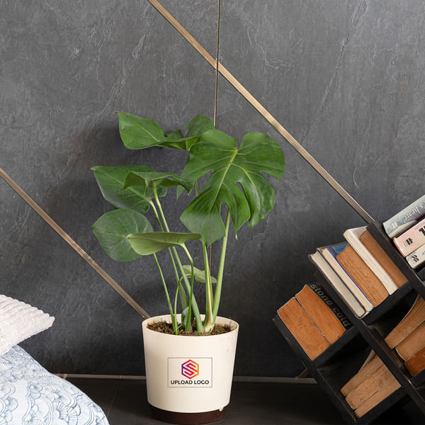 Monstera Deliciosa Plant Customized with logo