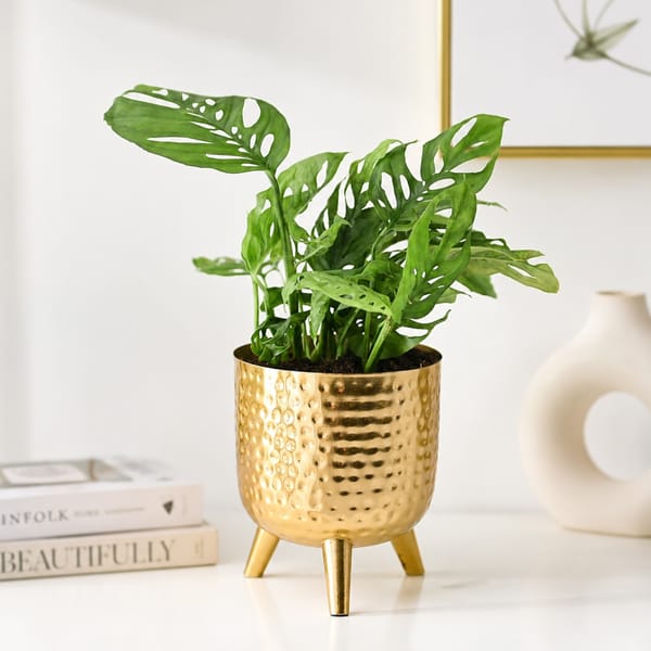 Monstera in Gold Hammered Finish Metal Pot