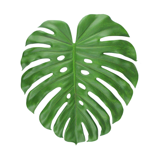 Monstera Leaf (Bunch of 10)