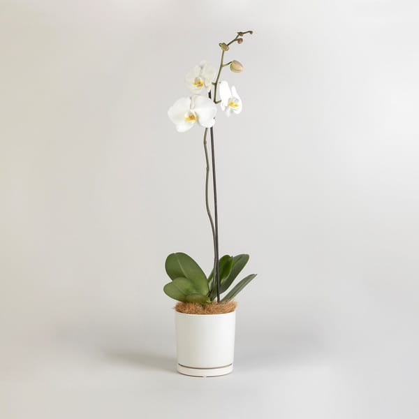 Moth Orchid
