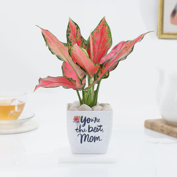 Mother's Day Aglaonema Pink Beauty Plant