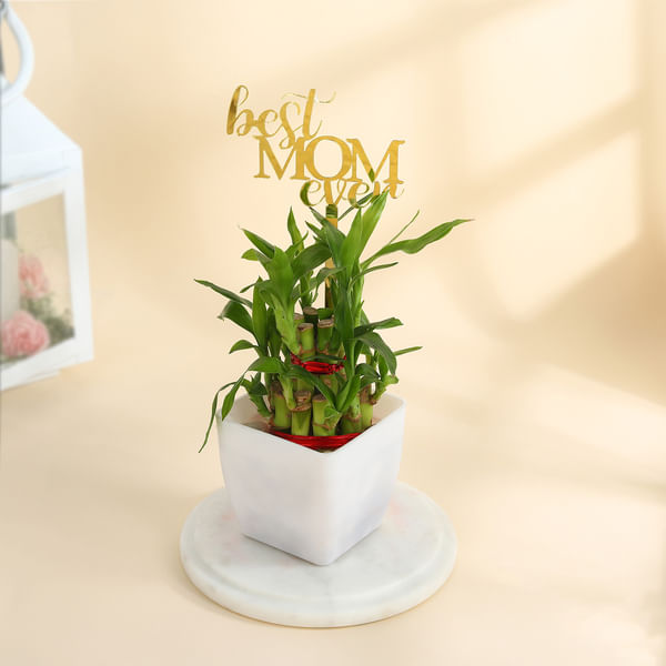Mother's Day Best Mom Ever Lucky Bamboo Plant