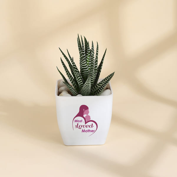 Mother's Day Haworthia Plant With Ceramic Planter