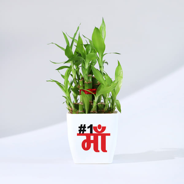 Mother's Day Lucky Bamboo Plant with Plastic Pot