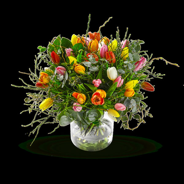 Multi Tulipa