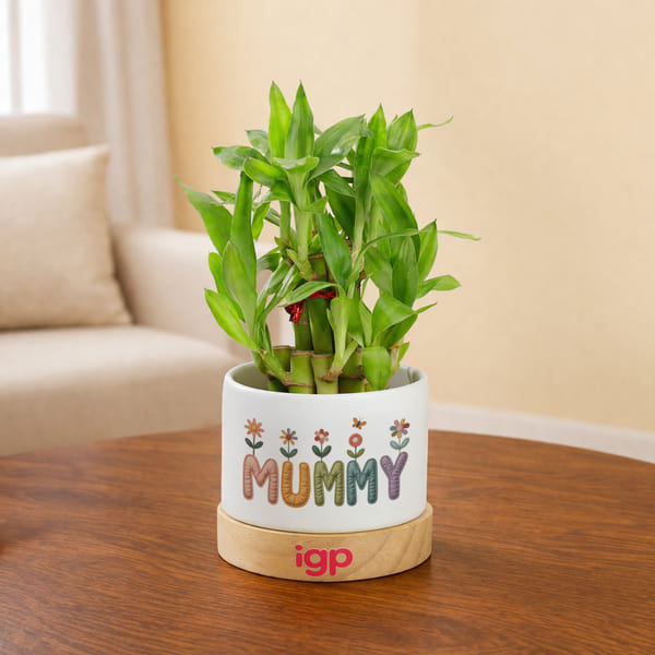 Mummy's Lucky Bamboo Plant with Pot