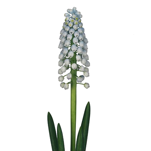 Muscari Manon (Bunch of 10)