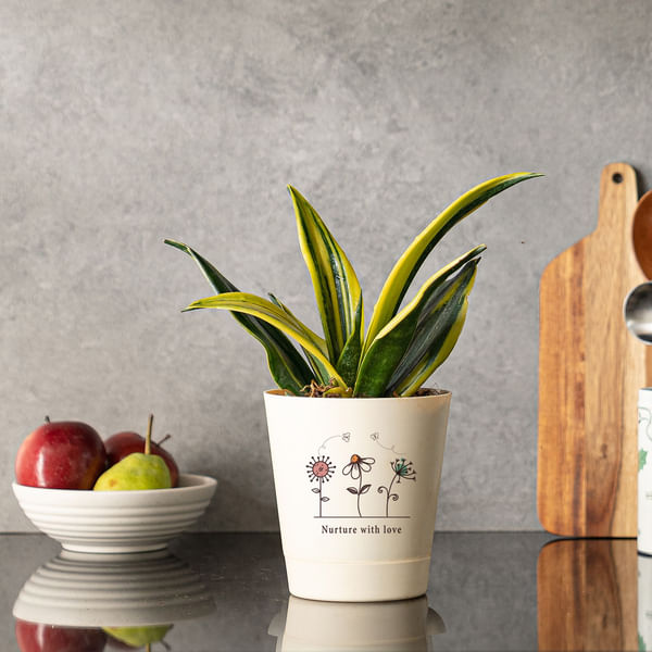 Nurture with Love Sansevieria Gold Flame Snake Plant