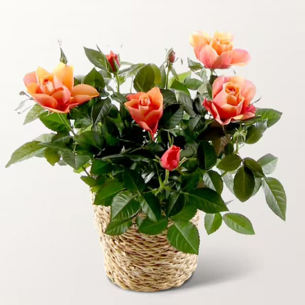 Orange Rose in wicker basket