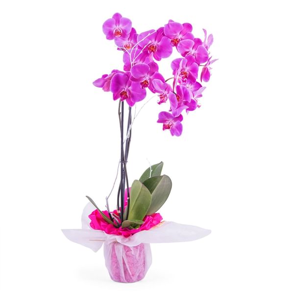 Orchid Plant