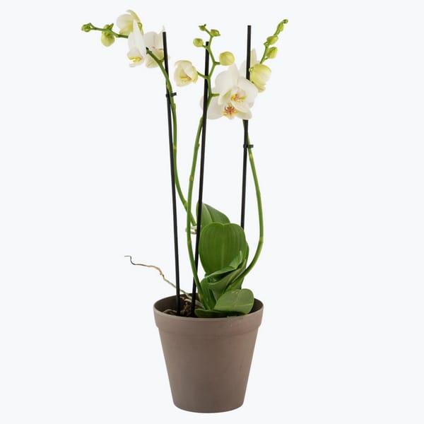 Orchid White 242641