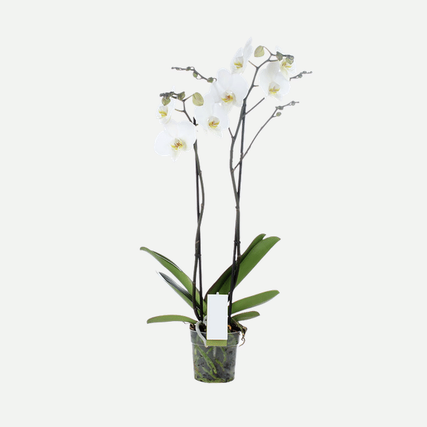 Orchidplant