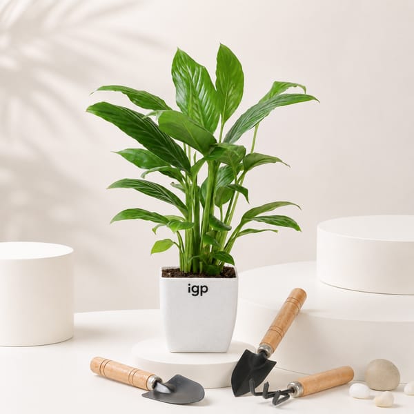 Peace Lily Plant