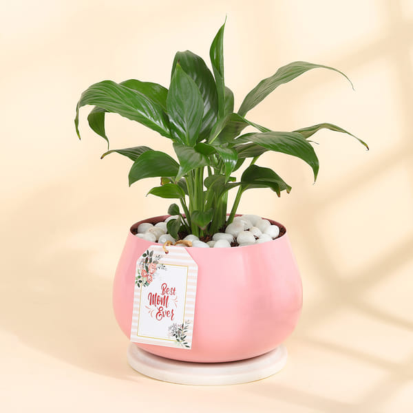 Peace Lily Plant In A Lovely Pink Planter for Mom