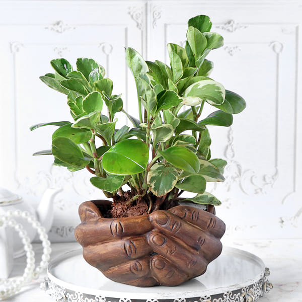 Peperomia Plant with Hand Designer Ceramic Planter