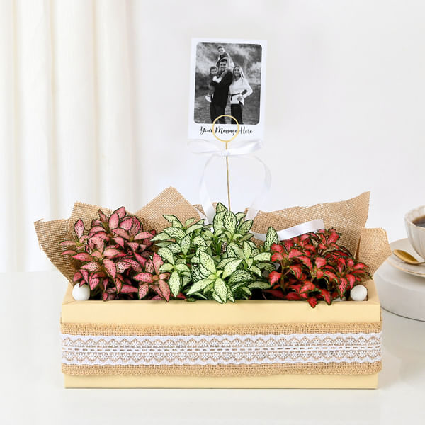 Personalized Fittonia Trio And Fridge Magnet Combo