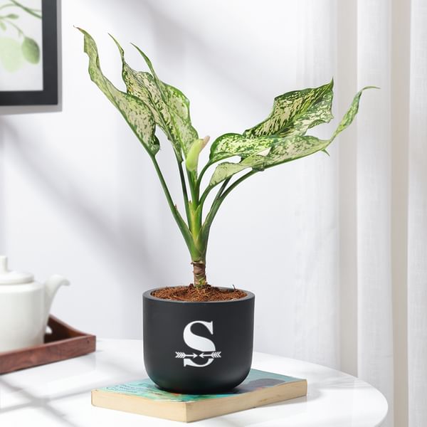 Personalized Midnight Clay Pot With Aglaonema Plant