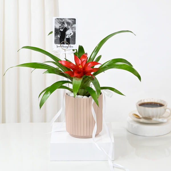 Personalized Red Guzmania Plant And Fridge Magnet Combo