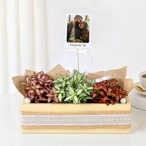 Personalized Vibrant Fittonia Tray Garden