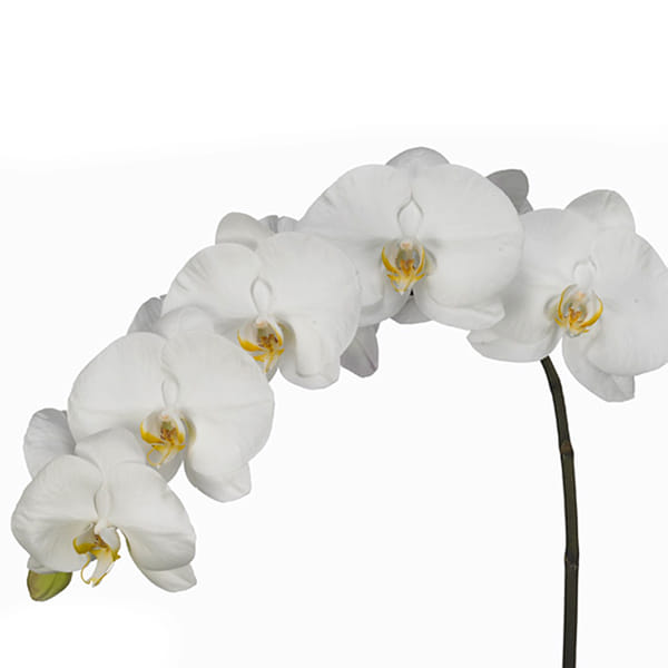 Phalaenopsis Anthura Beijing (per Stem)