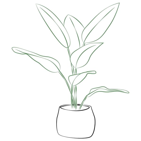 Phalaenopsis Orchid Plant