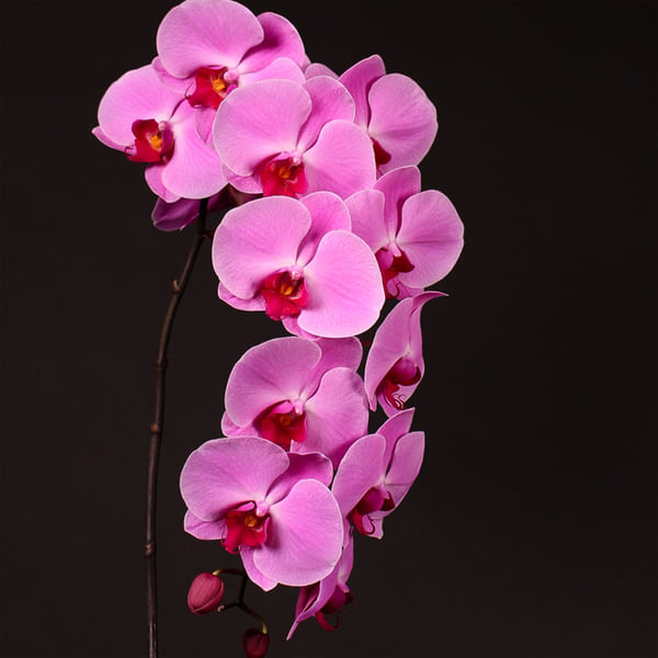 Phalaenopsis Surabaya (per Stem)