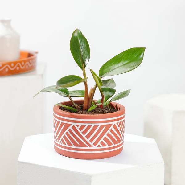 Philodendron Imperial Red Indoor Plant