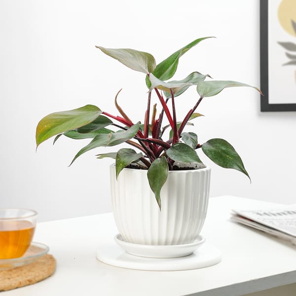 Philodendron Pink Princess In White Lining Vase