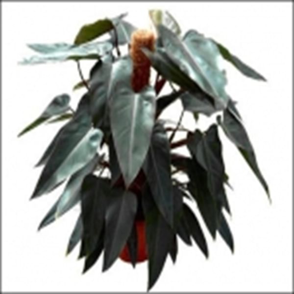 PHILODENDRON PLANT