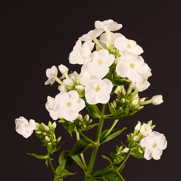 Phlox Ice Cap (Bunch of 10)