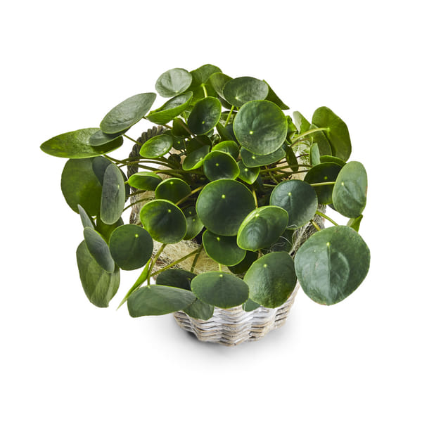 Pilea