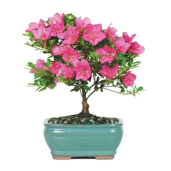 Pink Azalea Bonsai