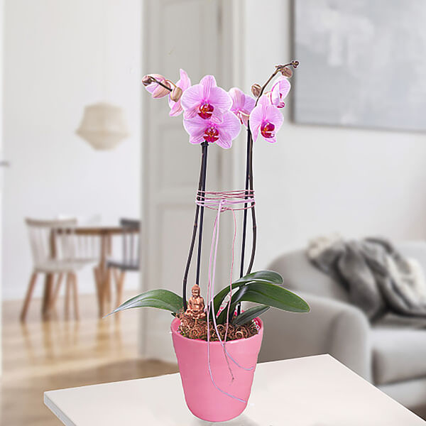 Pink orchid with Buddha plug