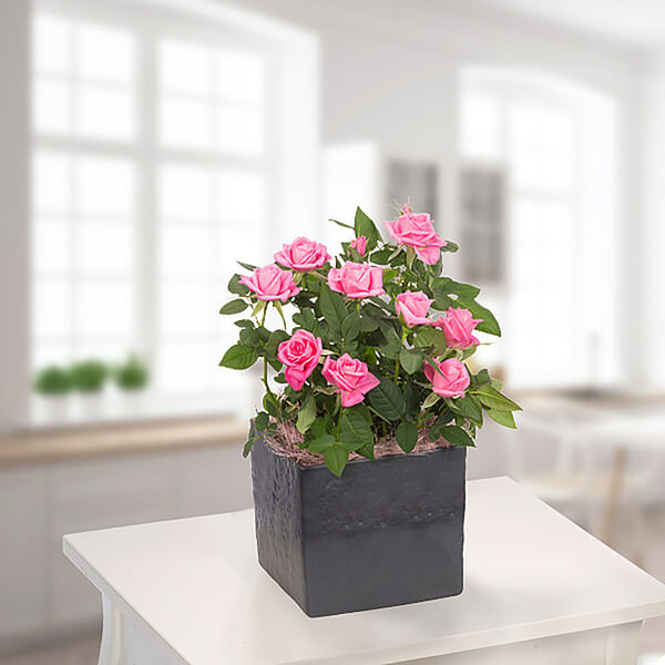 Pink rose in pot
