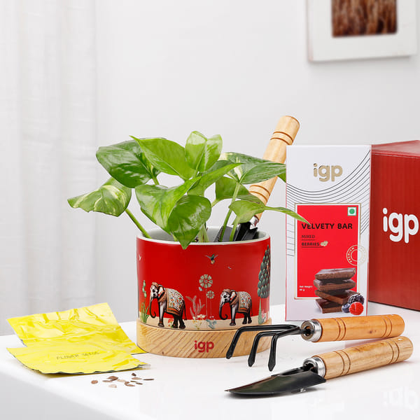 Plant Lovers Paradise Hamper