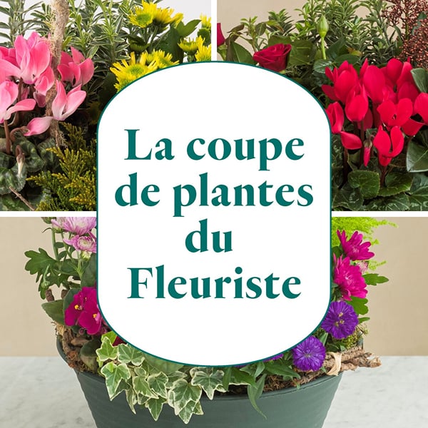 Plant section from the florist