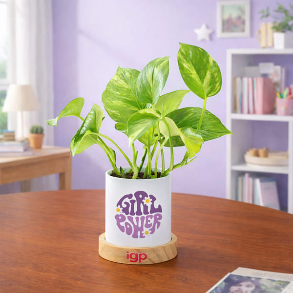 Prosperity Money Plant