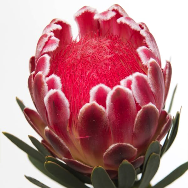Protea Venus (Bunch of 5)