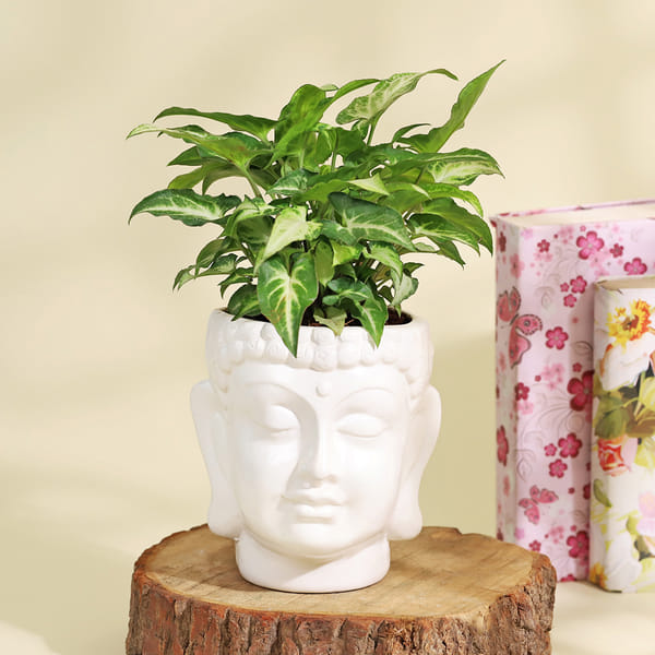 Purifying Syngonium Plant in a Buddha Planter