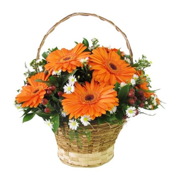 Radiance - Orange