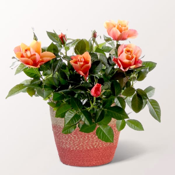 Radiant Orange Rose in Sea Grass Basket