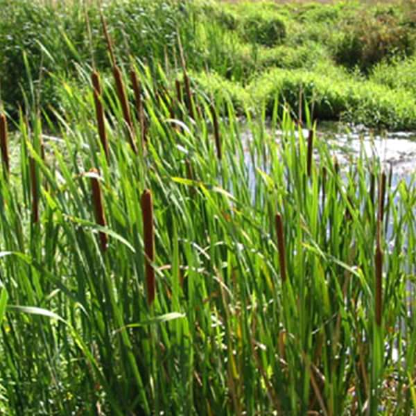 Ramban (Bunch of 25)