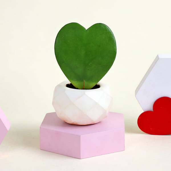 Romantic Hoya Heart Plant with Planter