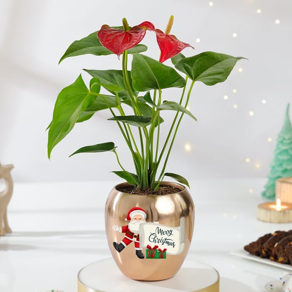Rose-Gold Anthurium Christmas Plant