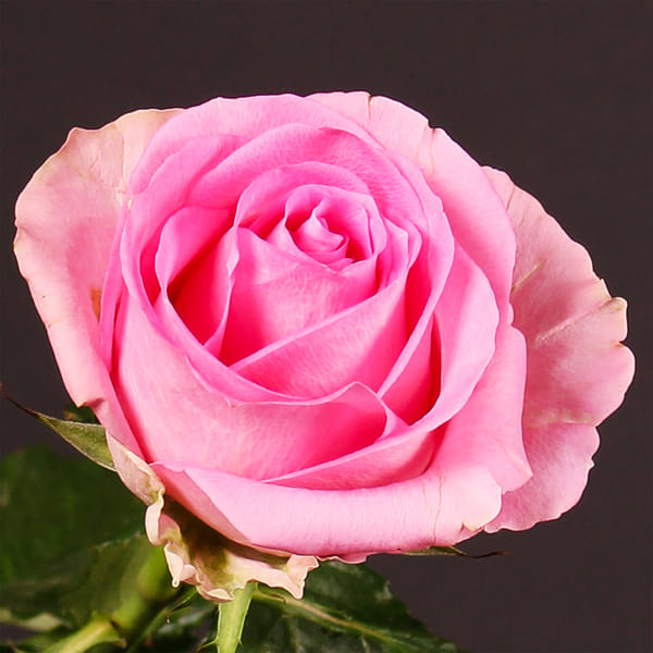 Rose Revival (Bunch of 20)