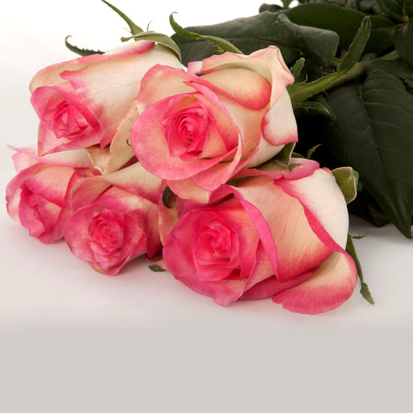 Rose Sovereign (Bunch of 20)
