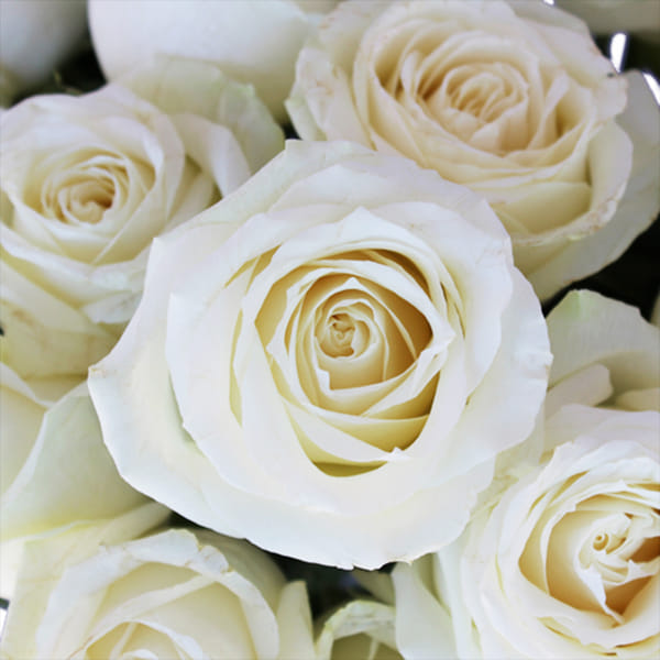 Rose White Avalanche (Bunch of 20)
