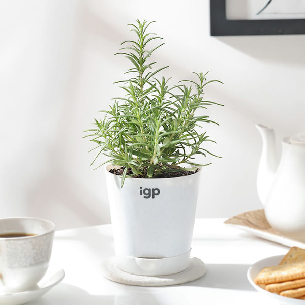 Rosemary In Self Watering Planter